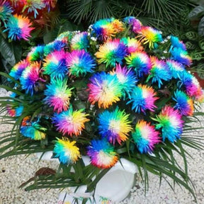Sementes de Orquídea Arco-Íris (300 unid.) – Perfeita para Mudas e Coleções