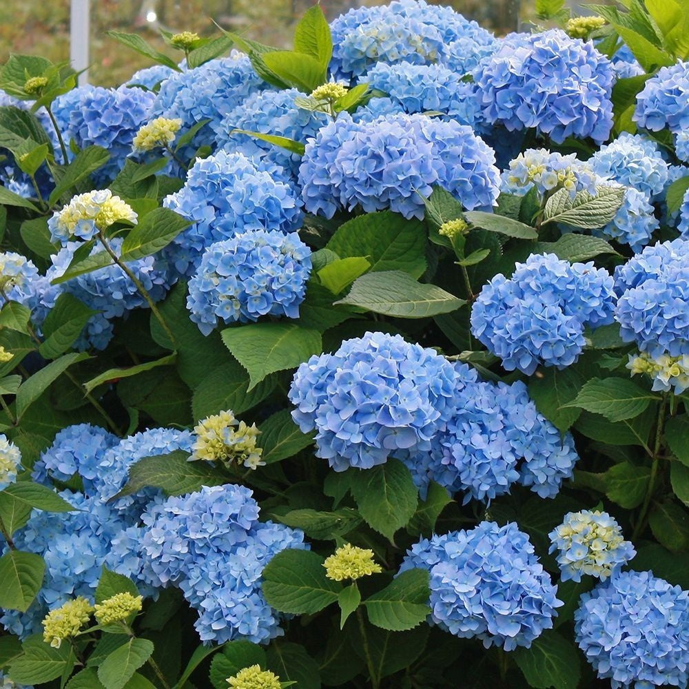 Hortênsia Azul – 200 Sementes Fáceis de Cultivar