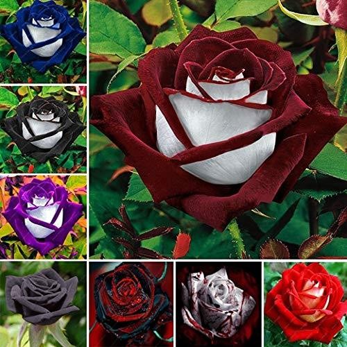 Kit com 300 Sementes de Rosas Sortidas – Cultive Mudas de Diversas Cores