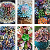 Sementes de Suculentas Raras (300 unid.) – Ideal para Jardins, Vasos e Decoração Natural