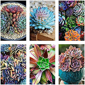 Sementes de Suculentas Raras (300 unid.) – Ideal para Jardins, Vasos e Decoração Natural