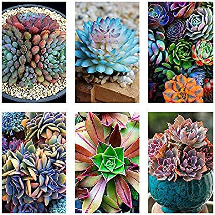 Sementes de Suculentas Raras (300 unid.) – Ideal para Jardins, Vasos e Decoração Natural
