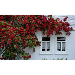 Rosa Trepadeira Vermelha – Pacote com 300 Sementes - Frete Grátis