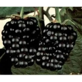 Sementes de Amora Gigante para Mudas com Manual de Cultivo