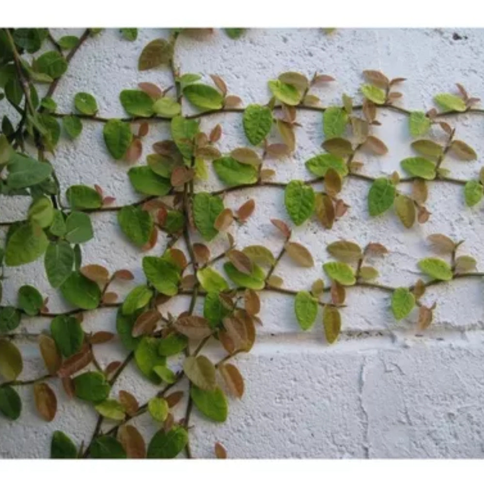 Trepadeiras unha de gato para jardim e muros