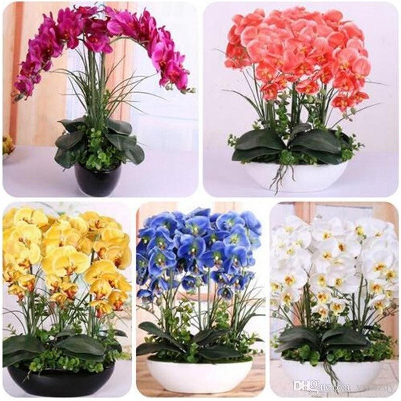 Kit com 460 Sementes de Flores e Orquídeas + Manual de Cultivo