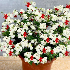 Flor Lágrimas de Cristo – 300 Sementes