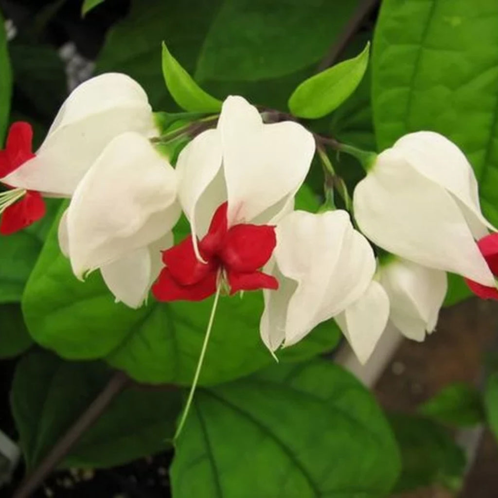 Flor Lágrimas de Cristo – 300 Sementes