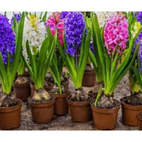 Flor Jacinto Original - 100 Sementes Sortidas para Cultivar Novas Plantas