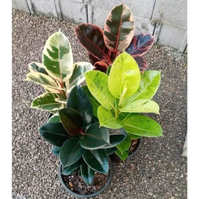 Ficus elastica Mix – 4 Variedades Raras com 100 Sementes Ornamentais