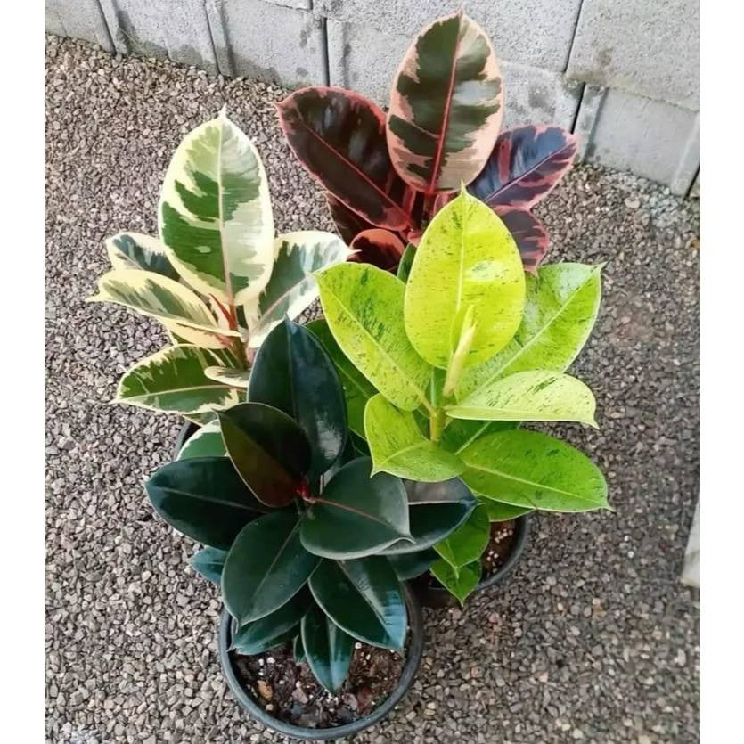 Ficus elastica Mix – 4 Variedades Raras com 100 Sementes Ornamentais