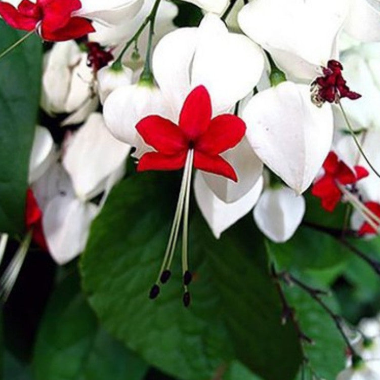 Flor Lágrimas de Cristo – 300 Sementes