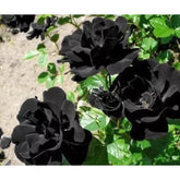 Rosa Negra Rara - 50 sementes para mudas