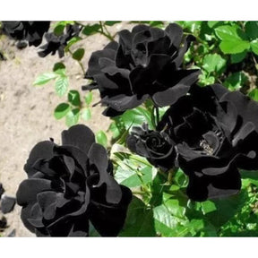 Rosa Negra Rara - 50 sementes para mudas