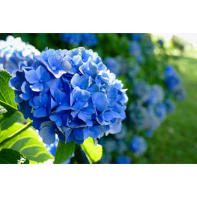 Hortênsia Azul – 200 Sementes Fáceis de Cultivar