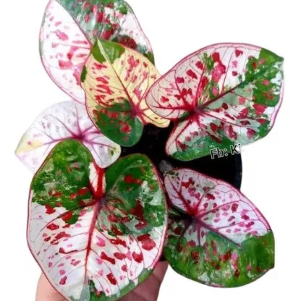 Caladium Tinhorão Kim Tanes Original – 240 Sementes Selecionadas com Alta Taxa de Germinação e Frete Grátis