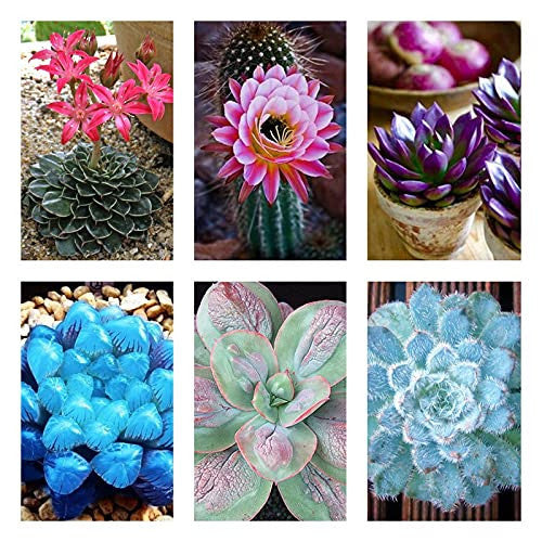 Sementes de Suculentas Raras (300 unid.) – Ideal para Jardins, Vasos e Decoração Natural