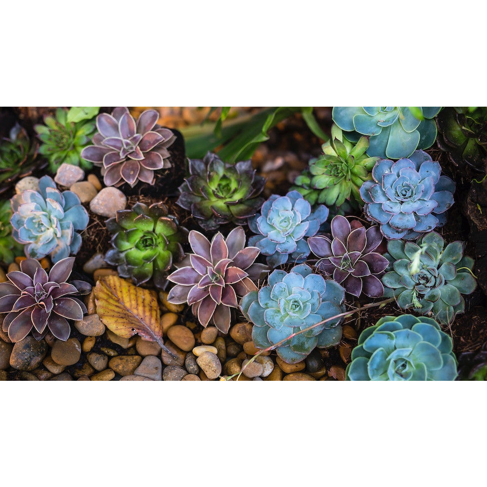 Sementes de Suculentas Raras (300 unid.) – Ideal para Jardins, Vasos e Decoração Natural