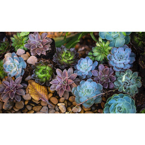 Sementes de Suculentas Raras (300 unid.) – Ideal para Jardins, Vasos e Decoração Natural
