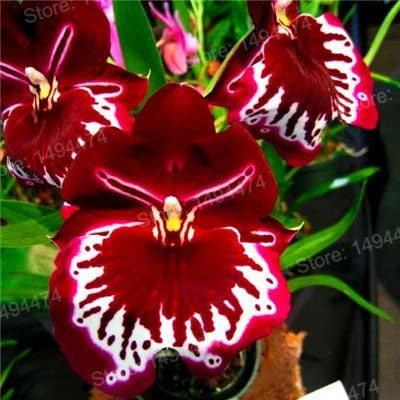 Orquídea Miltoniopsis Morris Chestnut – Pacote com 100 Sementes