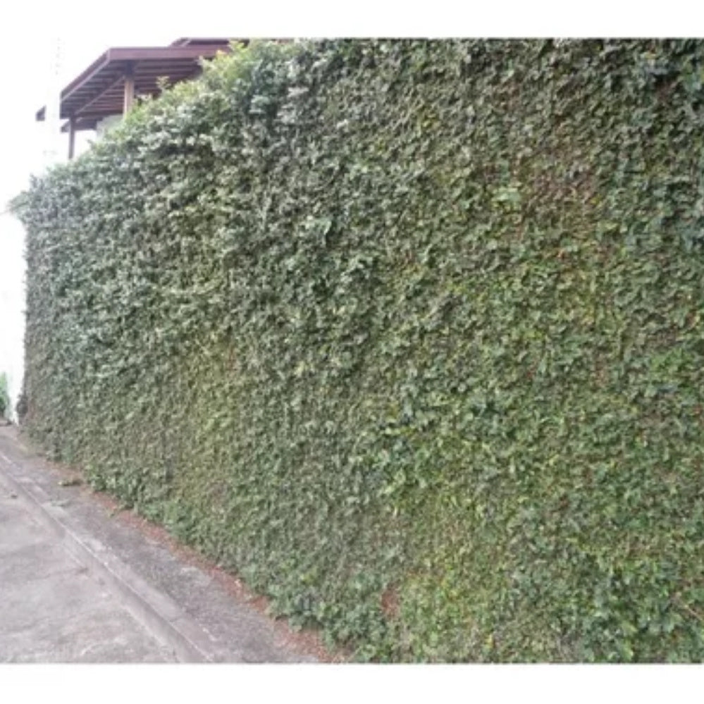 Trepadeiras unha de gato