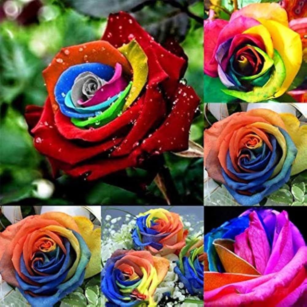 Kit com 300 Sementes de Rosas Sortidas – Cultive Mudas de Diversas Cores