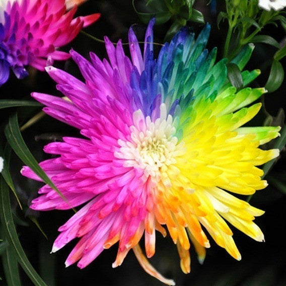 Sementes de Orquídea Arco-Íris (300 unid.) – Perfeita para Mudas e Coleções