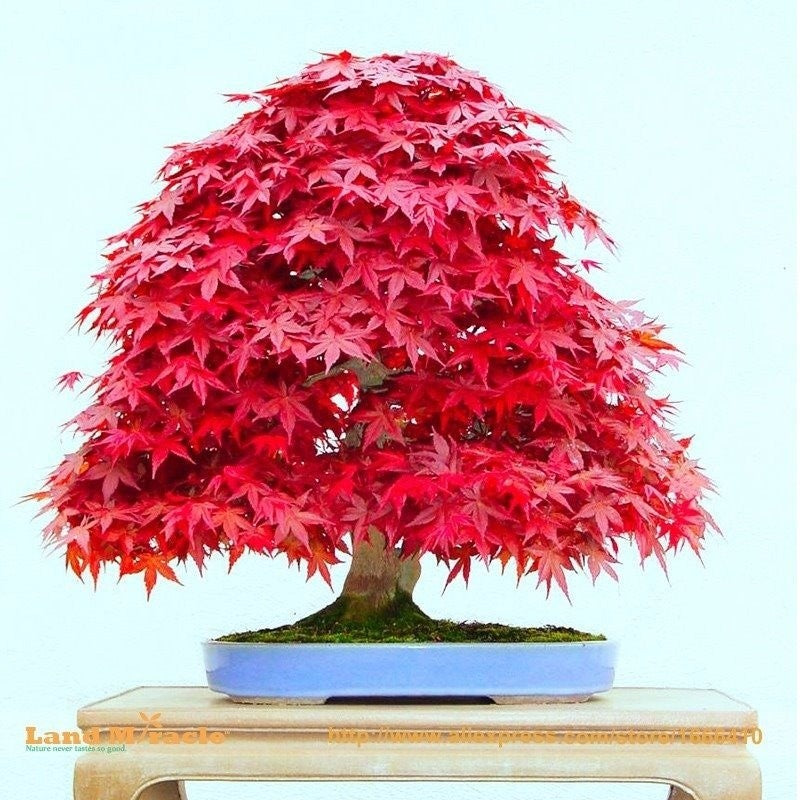 Kit com 40 Sementes Raras de Bonsai para Colecionadores