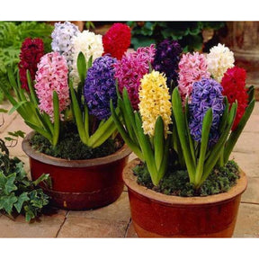 Flor Jacinto Original - 100 Sementes Sortidas para Cultivar Novas Plantas