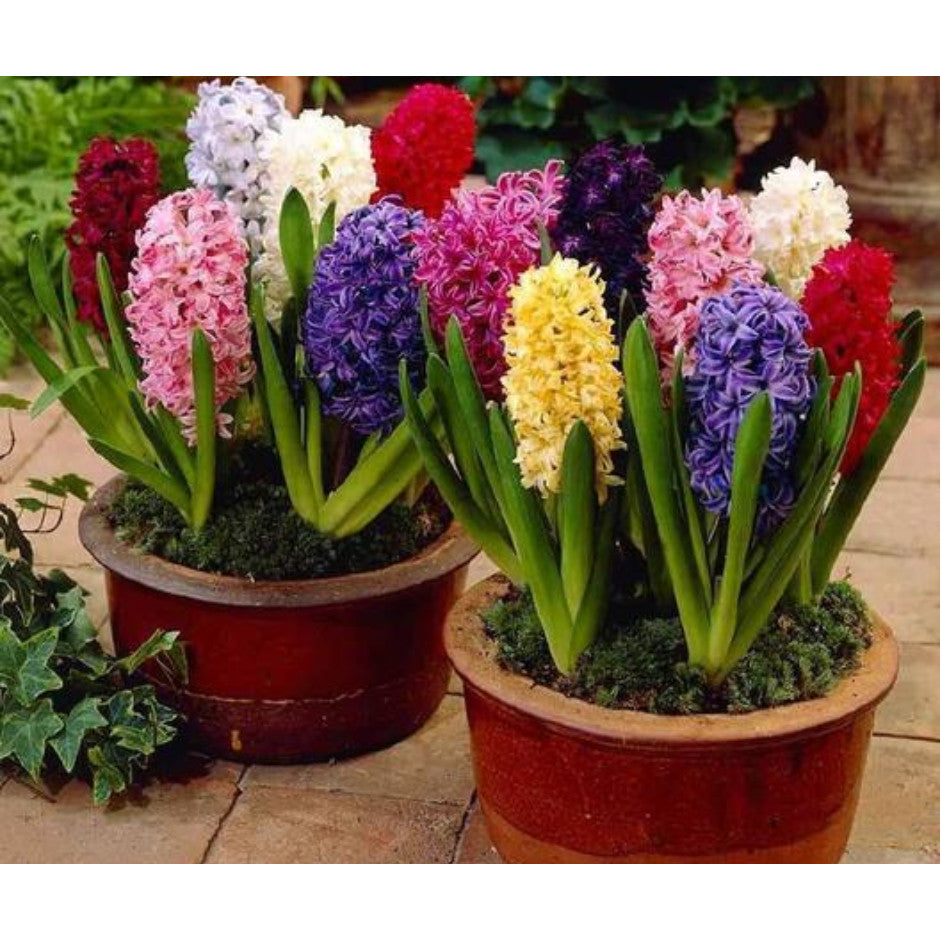 Flor Jacinto Original - 100 Sementes Sortidas para Cultivar Novas Plantas