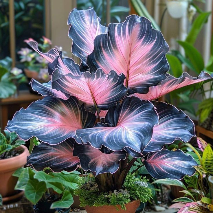 Caladium Névoa da Chapada – Kit com 100 sementes e guia de cultivo