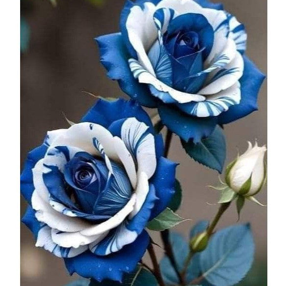 Rosas Tigre Azul - 100 Sementes - Com Manual de Cultivo Incluso