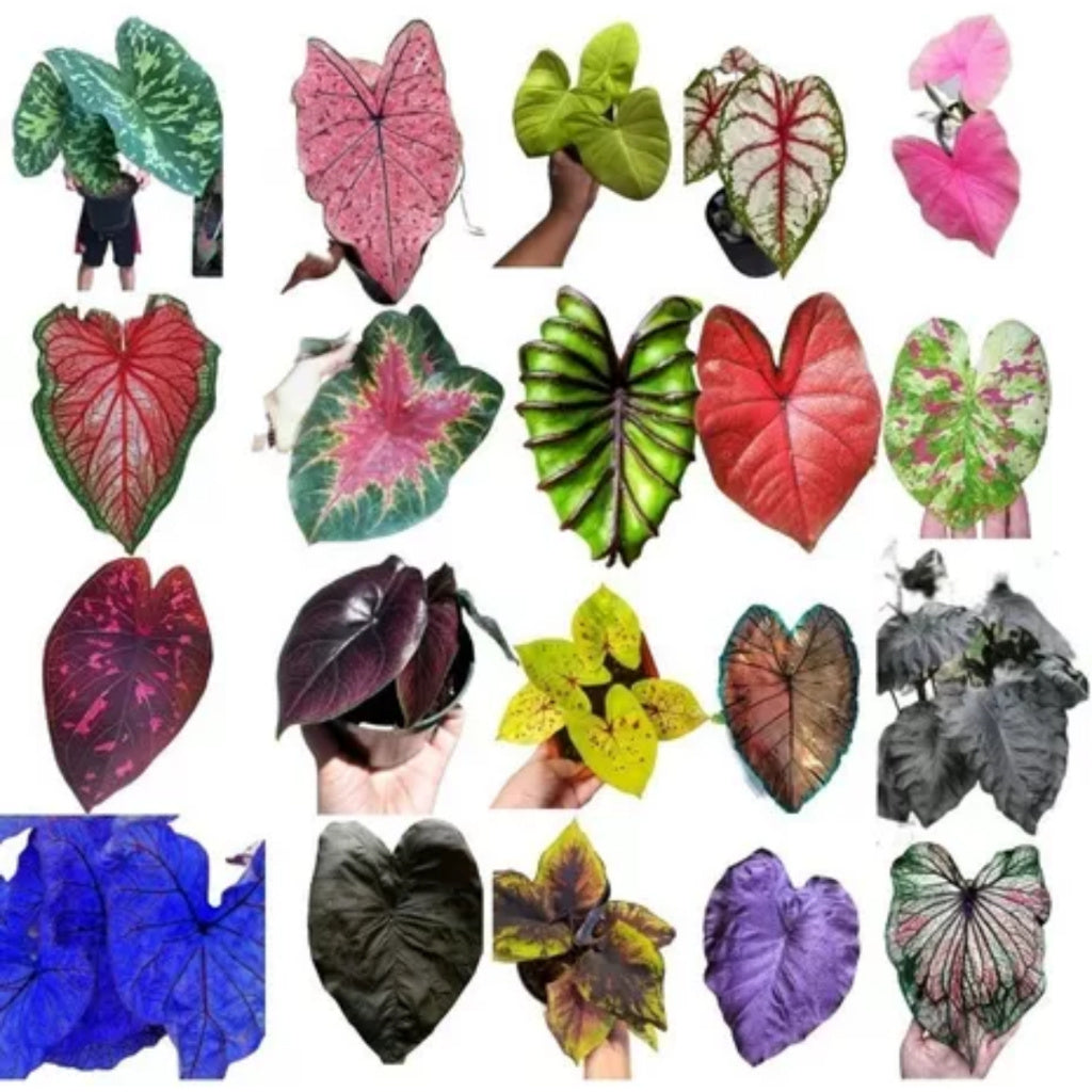 Caladium Sortido – 500 Sementes Variadas de Espécies YR3 hg para Jardim
