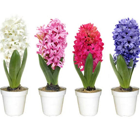 Flor Jacinto Original - 100 Sementes Sortidas para Cultivar Novas Plantas