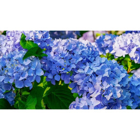 Hortênsia Azul – 200 Sementes Fáceis de Cultivar