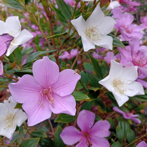 Manacá da Serra – 100 Sementes de Tibouchina mutabilis para Mudas Ornamentais