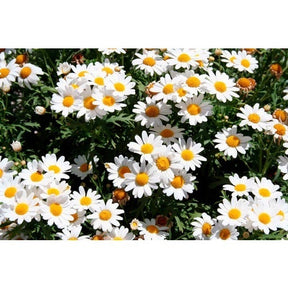 Margarida Gigante Branca – 100 Sementes para Jardins Floridos e Elegantes