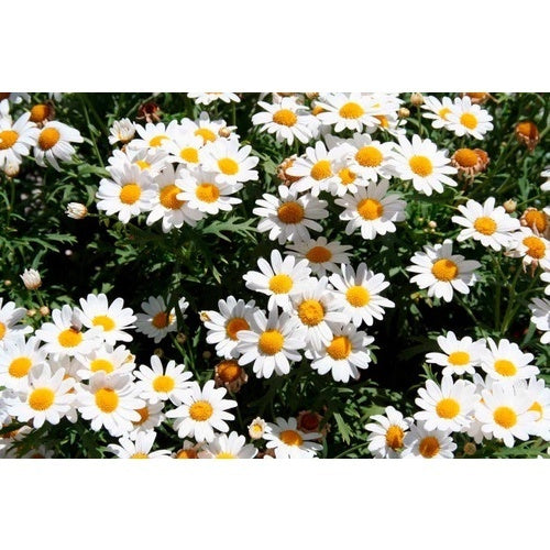 Margarida Gigante Branca – 100 Sementes para Jardins Floridos e Elegantes