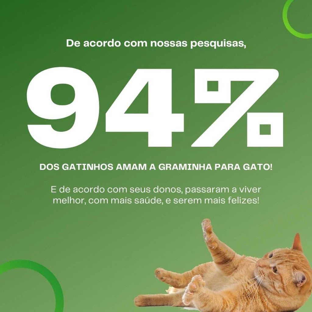 Grama Para Gato Mister– Auxilia na Digestão e Bola de Pelo / Fácil de Plantar