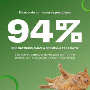 Grama Para Gato Mister– Auxilia na Digestão e Bola de Pelo / Fácil de Plantar