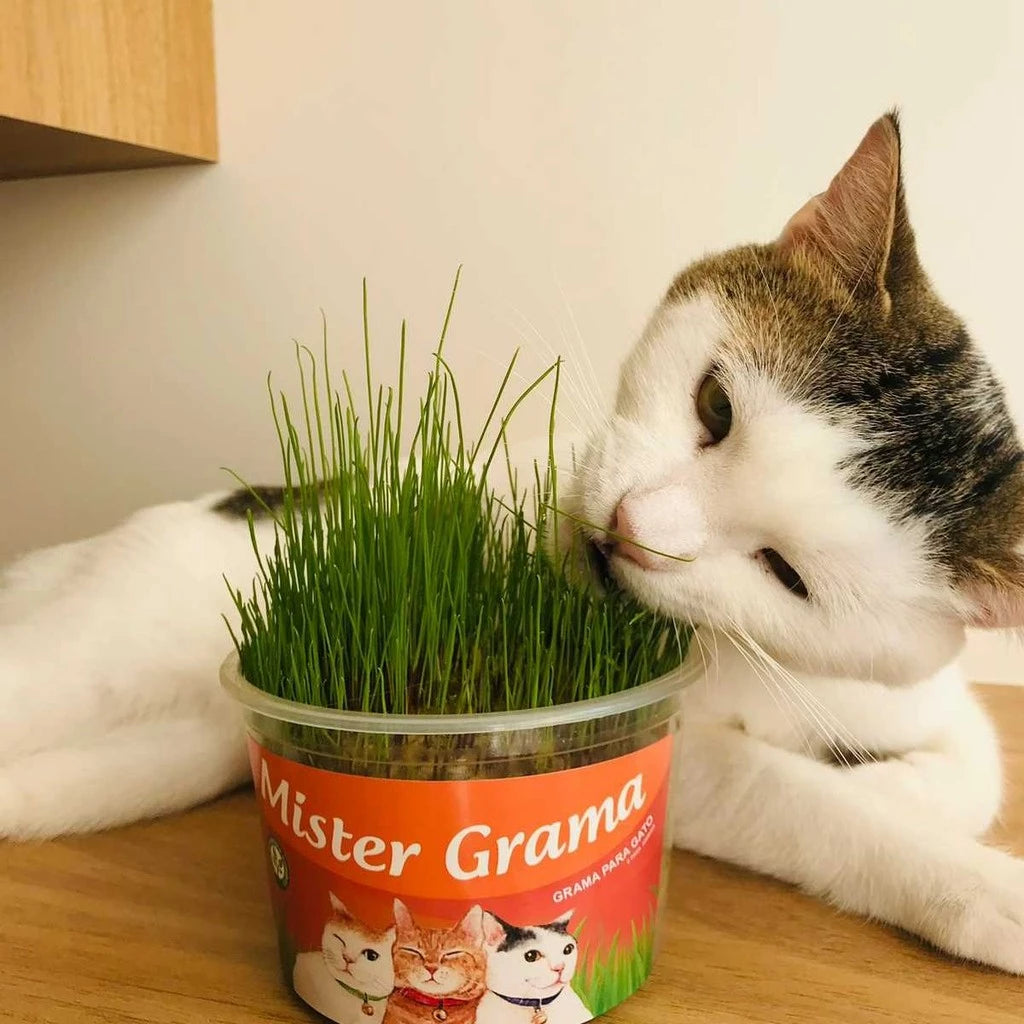 Grama Para Gato Mister– Auxilia na Digestão e Bola de Pelo / Fácil de Plantar