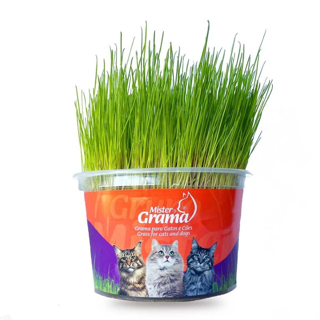 Grama Para Gato Mister– Auxilia na Digestão e Bola de Pelo / Fácil de Plantar