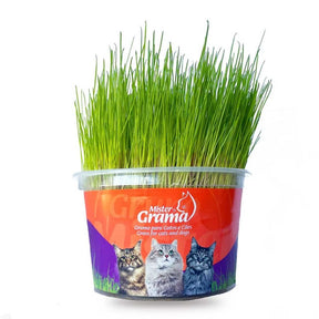 Grama Para Gato Mister– Auxilia na Digestão e Bola de Pelo / Fácil de Plantar