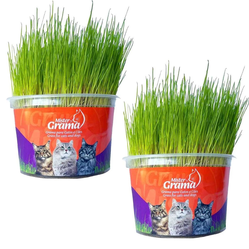 Grama Para Gato Mister– Auxilia na Digestão e Bola de Pelo / Fácil de Plantar