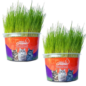Grama Para Gato Mister– Auxilia na Digestão e Bola de Pelo / Fácil de Plantar