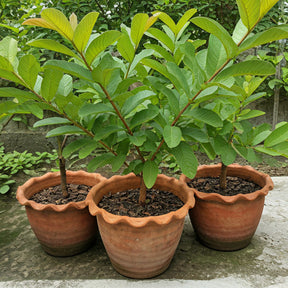 Sementes de Goiaba Gigante para Cultivo em Vasos