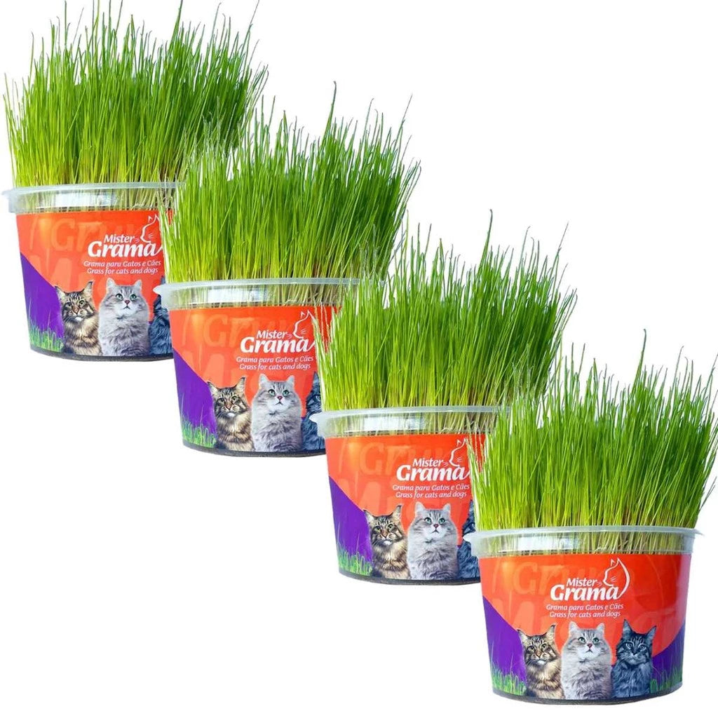 Grama Para Gato Mister– Auxilia na Digestão e Bola de Pelo / Fácil de Plantar
