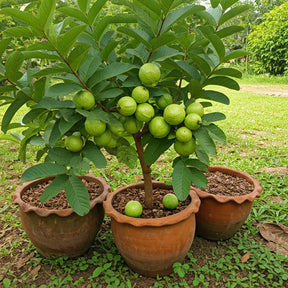 Sementes de Goiaba Gigante para Cultivo em Vasos