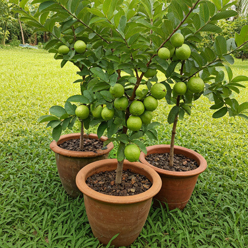 Sementes de Goiaba Gigante para Cultivo em Vasos