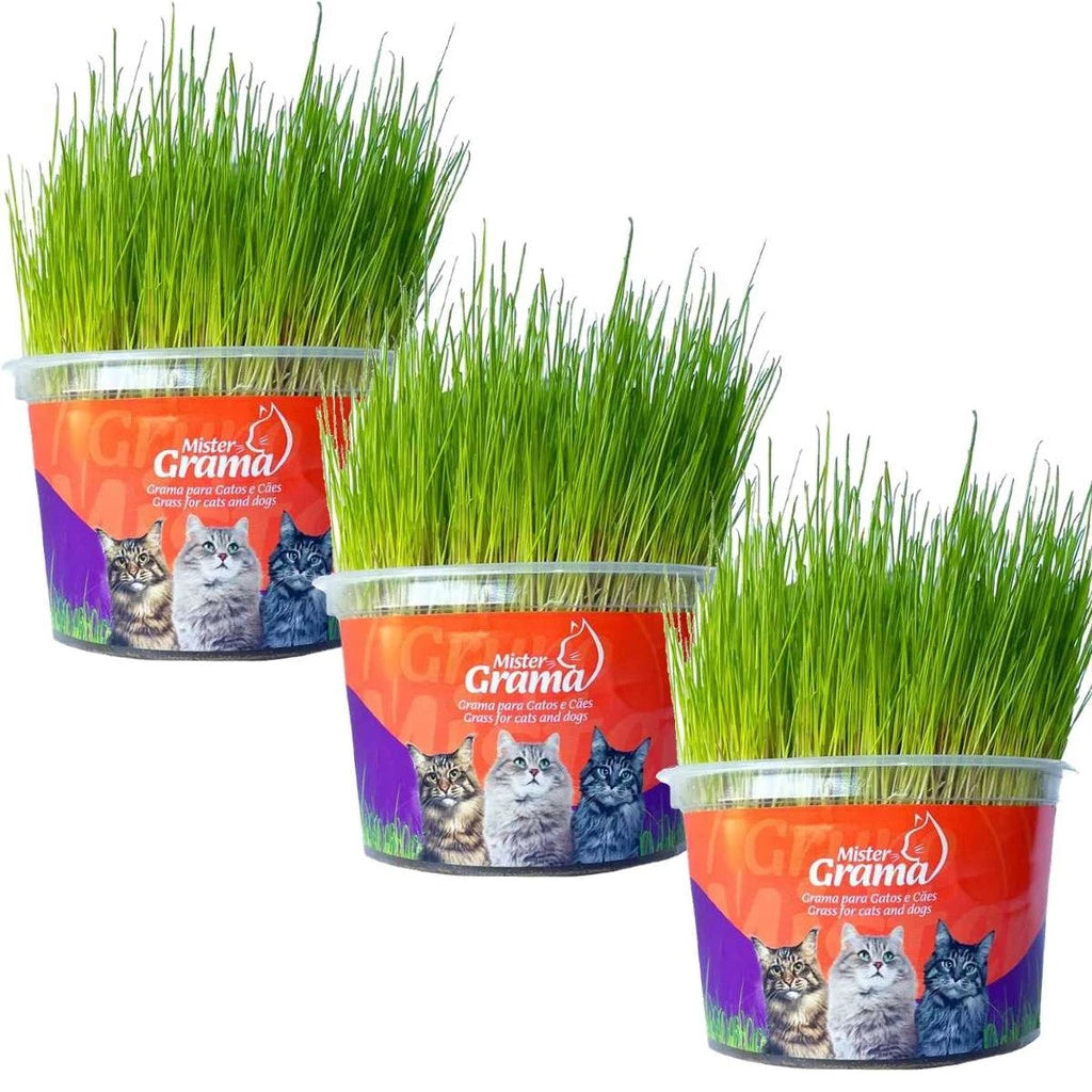 Grama Para Gato Mister– Auxilia na Digestão e Bola de Pelo / Fácil de Plantar